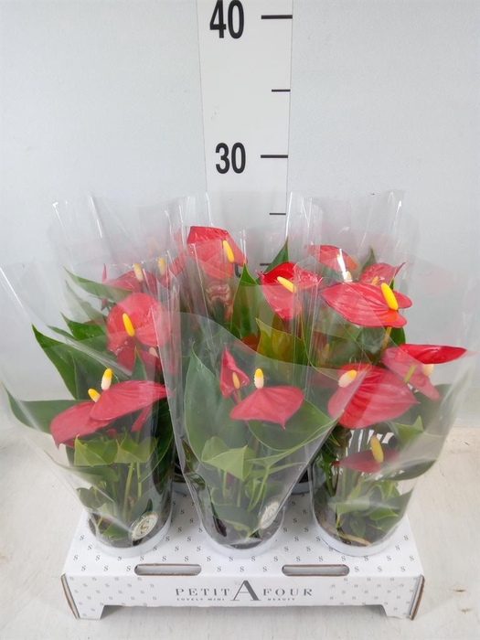 <h4>Anthurium andr. 'Red Champion'</h4>