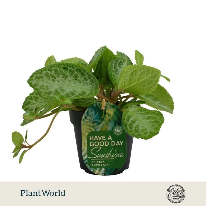 <h4>Episcia Overig Minty Improved</h4>