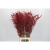 Bromelia Red Paloma