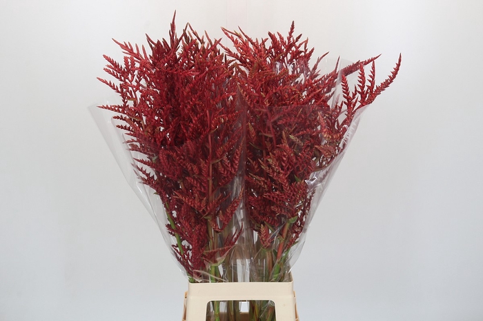 <h4>Bromelia Red Paloma</h4>