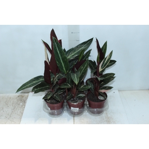 CALATHEA SPECIAL CAIS P12