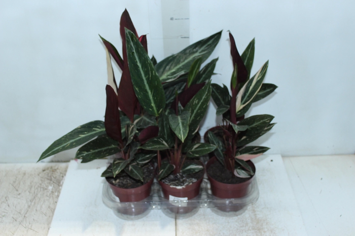 <h4>CALATHEA SPECIAL CAIS P12</h4>
