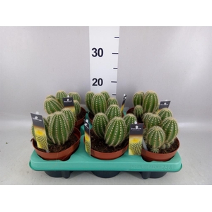 Cereus   ...