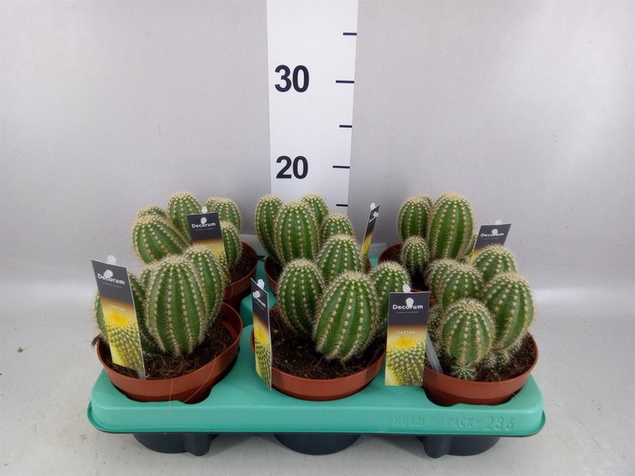 <h4>Cereus   ...</h4>