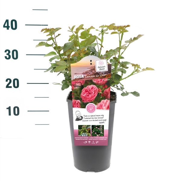 <h4>Rosa 'Leonardo da Vinci' - Struik - C3rp - Categorie 3</h4>