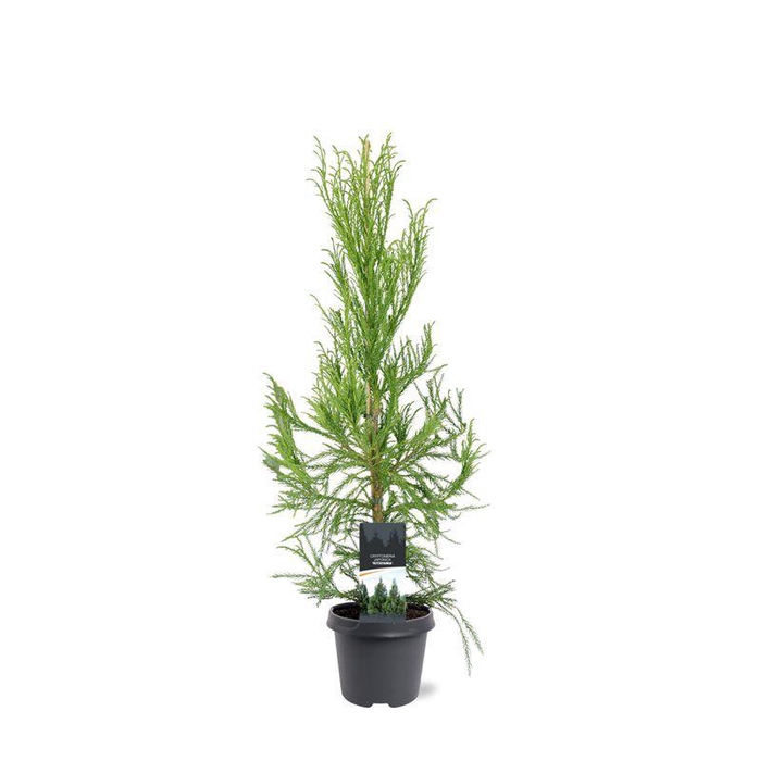 <h4>Cryptomeria japonica 'Kitayama'</h4>