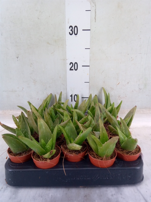 <h4>Aloe vera</h4>