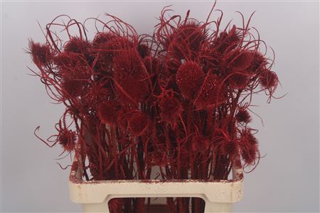 <h4>Dipsacus Red + Glitter</h4>