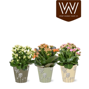 ARR KALANCHOE
