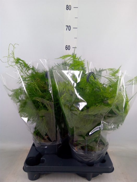 <h4>Asparagus setaceus</h4>