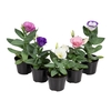 LISIANTHUS P09