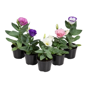 LISIANTHUS P09