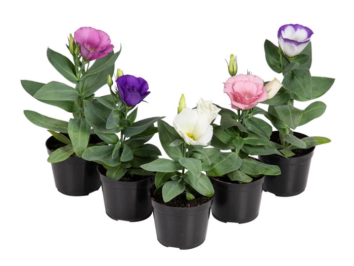 LISIANTHUS P09