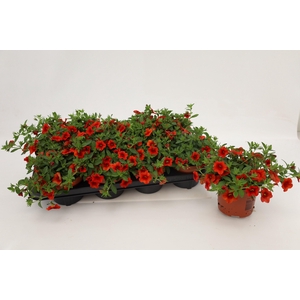 Calibrachoa Orange 13cm