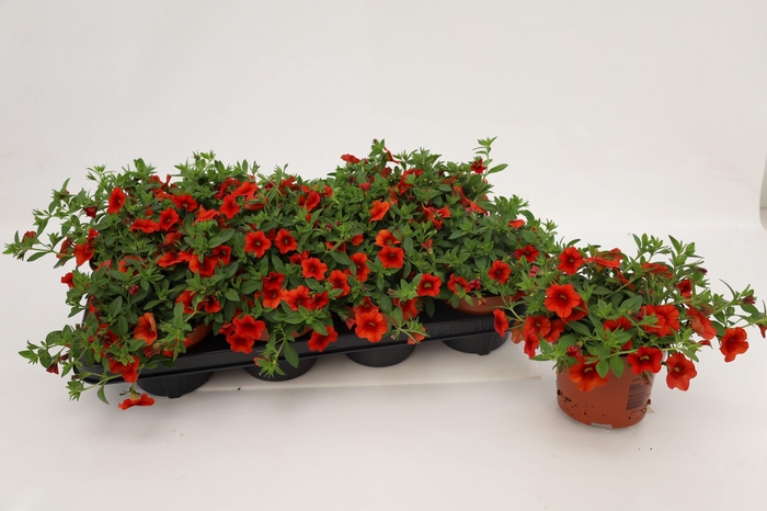 <h4>Calibrachoa Orange 13cm</h4>