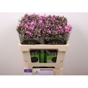PHLOX P PINK EYES