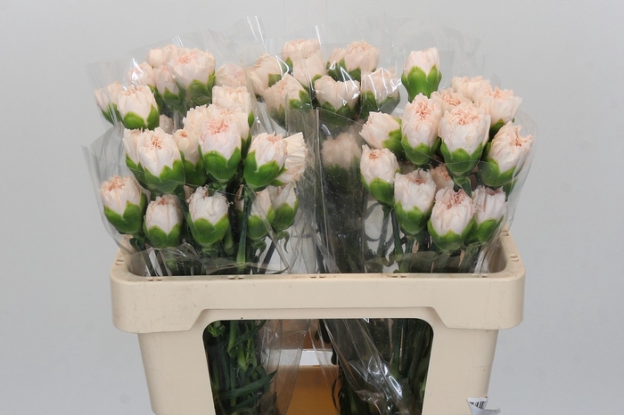 <h4>Dianthus St Brut</h4>