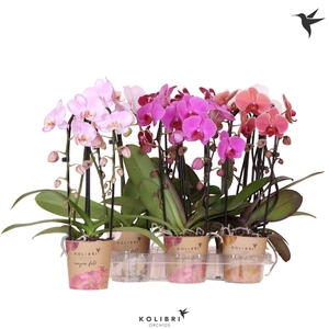 Kolibri Orchids Cascade Niagara Fall mix 2 spike 60cm