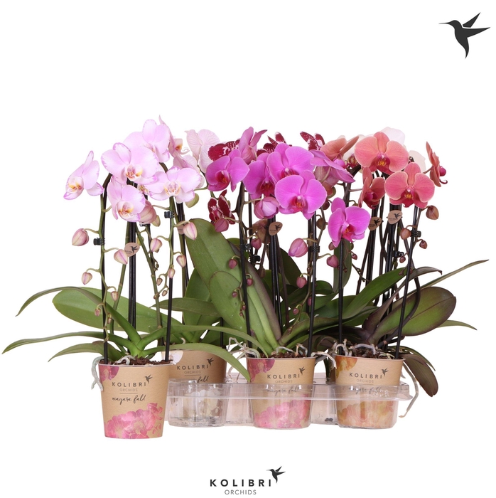 <h4>Kolibri Orchids Cascade Niagara Fall mix 2 spike 60cm</h4>