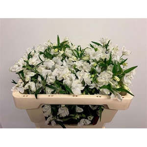 DELPH EN M SIL WHITE