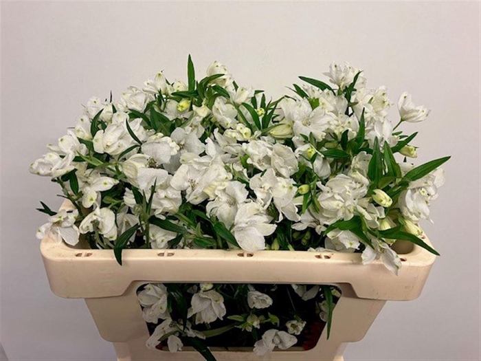 <h4>DELPH EN M SIL WHITE</h4>