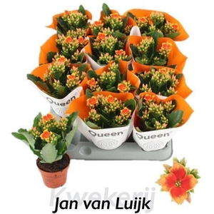 Kalanchoe blos. 'African Robbie'