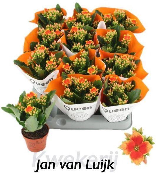 <h4>Kalanchoe blos. 'African Robbie'</h4>