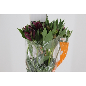 ALSTROEMERIA NAPOLI 080 CM