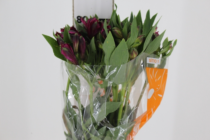 <h4>ALSTROEMERIA NAPOLI 080 CM</h4>
