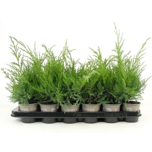 Juniperus x pfitzeriana Pfitzerian