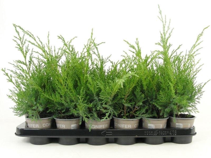 <h4>Juniperus x pfitzeriana Pfitzerian</h4>