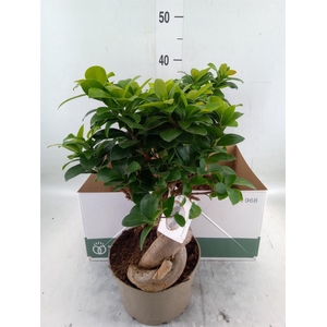 Ficus microcarpa 'Ginseng'