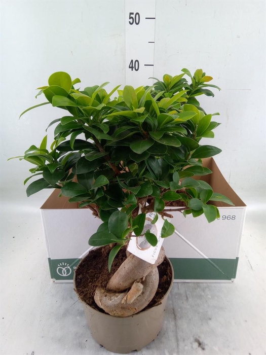<h4>Ficus microcarpa 'Ginseng'</h4>