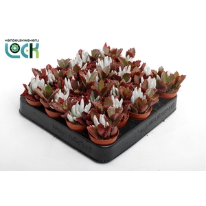 Senecio Kalanchoe mix in een pot