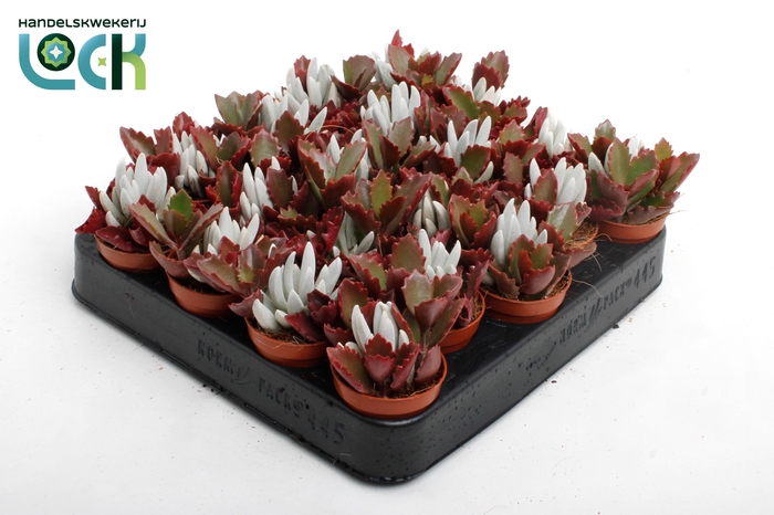 <h4>Senecio Kalanchoe mix in een pot</h4>