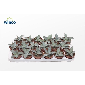 Agave Potatorum
