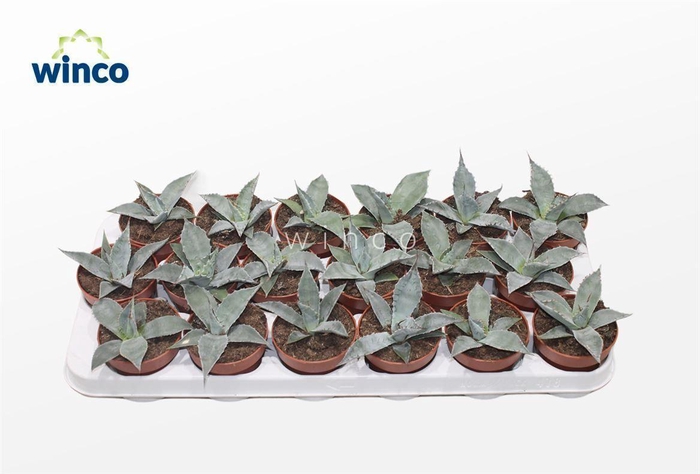 <h4>Agave Potatorum</h4>