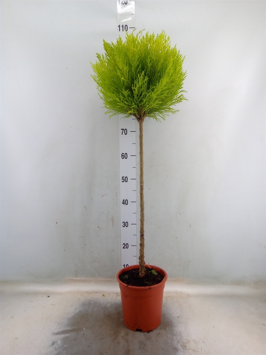 <h4>Cupressus macro. 'Goldcrest' .shape</h4>