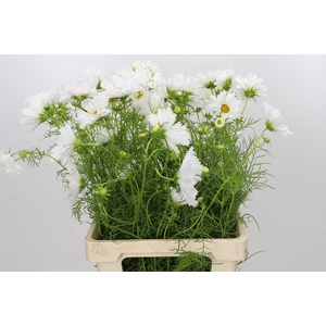 Cosmos White