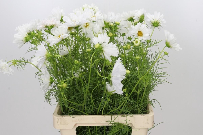 <h4>Cosmos White</h4>