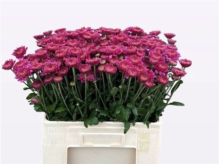 <h4>Chr T Blenda Purper</h4>