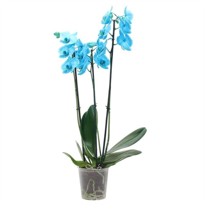 <h4>Phal I Am Ocean Blue 3T18+ (24u levertijd)</h4>