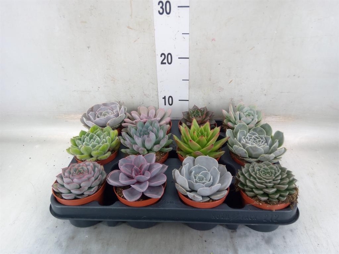 <h4>Echeveria   ...mix</h4>