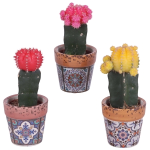 Cactus mix Ø5,5cm in Ceramic Pot Mosaïc Ø07cm