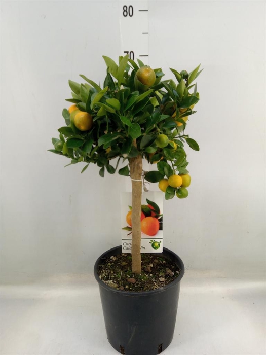 <h4>Citrus   ...</h4>