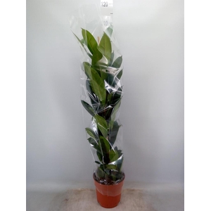Ficus cyathistipula