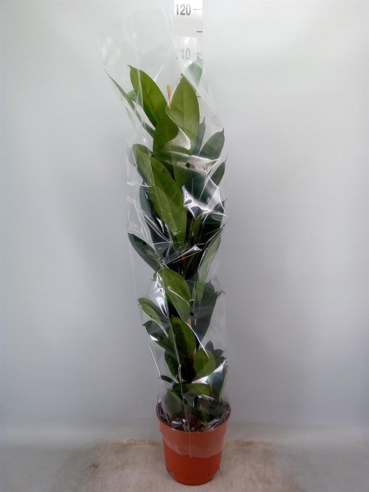 <h4>Ficus cyathistipula</h4>