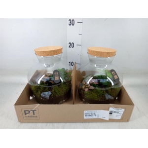 Arr.   Kamerplant Groen H%