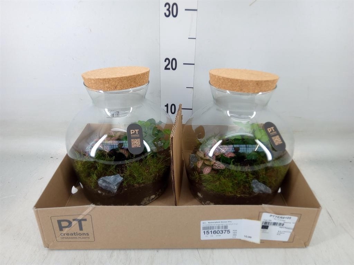 <h4>Arr.   Kamerplant Groen H%</h4>