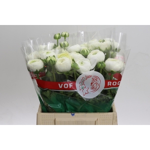 Ranunculus Aazur White
